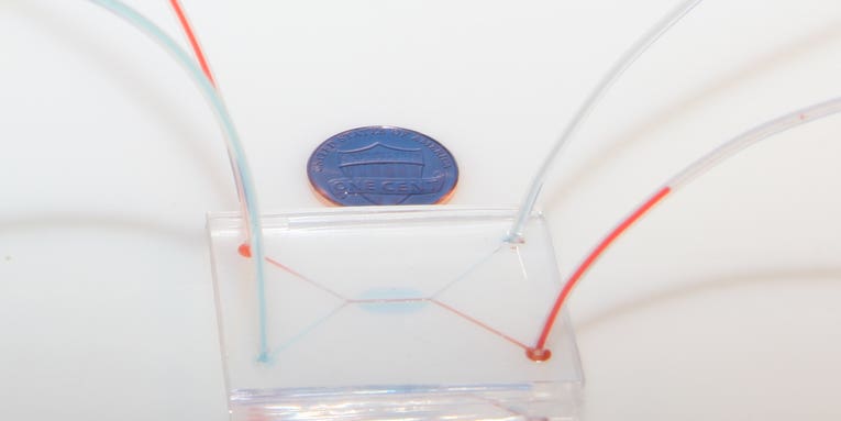 Scientists Are Growing A Human Placenta On A Chip
