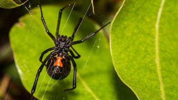 Black widow spiders could teach nanomaterial experts a thing or two