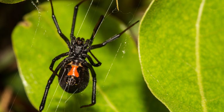 Black widow spiders could teach nanomaterial experts a thing or two