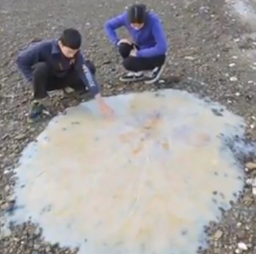 Giant New Jellyfish Species Washes Ashore Down Under