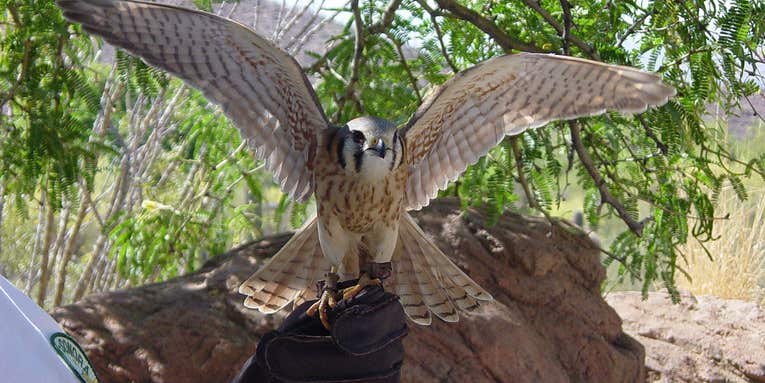 Can Birds Be Trained To Bring Down Drones?