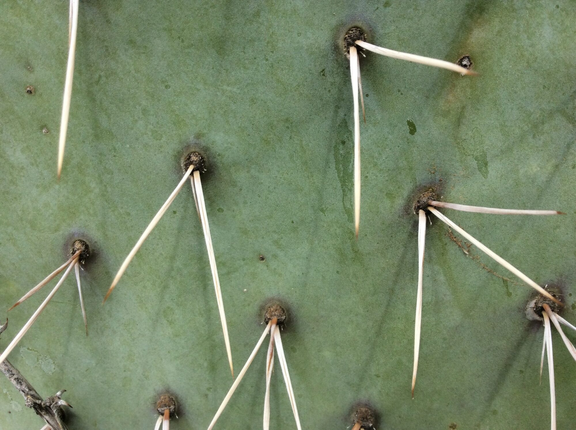 Prickly pear cactus spines closeup