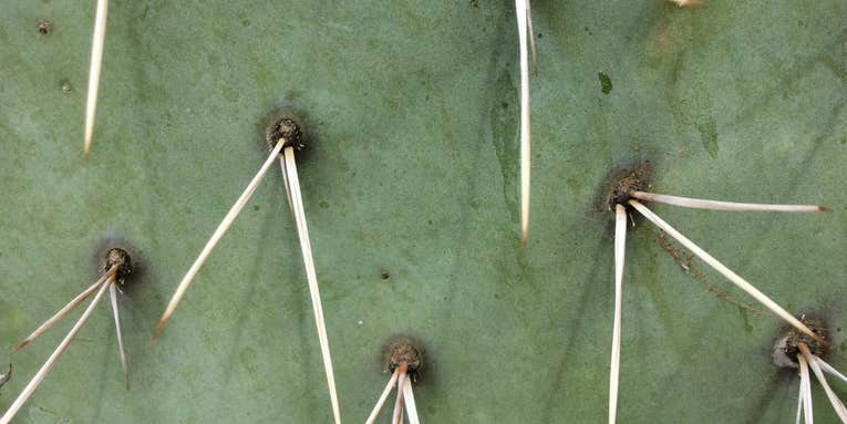 How to remove cactus spines (including ones stuck in your throat)