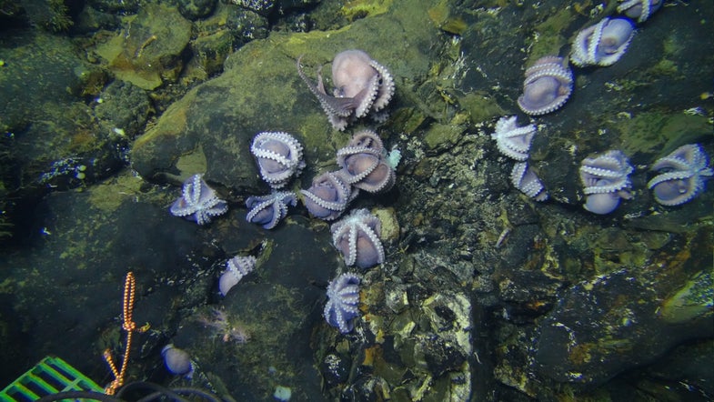 Octopuses on the outcrop