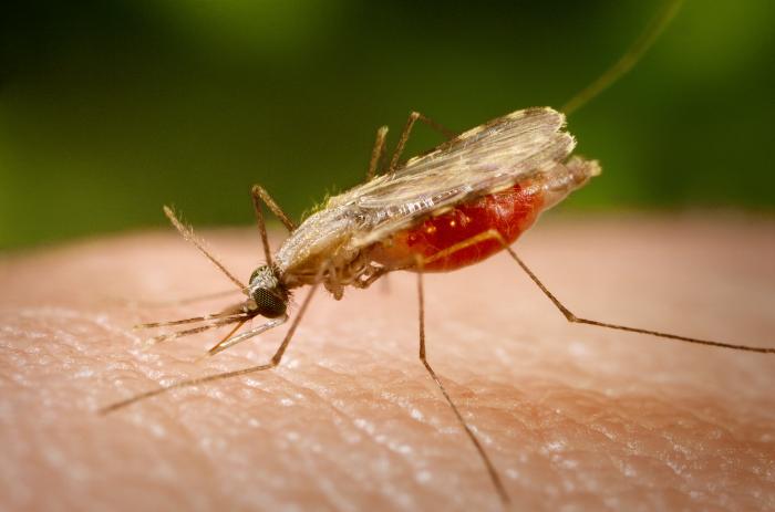 Malaria is often transmitted through mosquitoes that are infected with the parasite, Plasmodium falciparum.