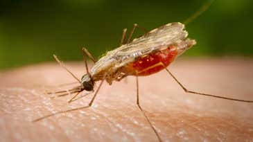 World’s First Malaria Vaccine Takes Another Step Forward