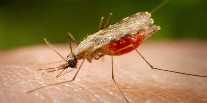World’s First Malaria Vaccine Takes Another Step Forward