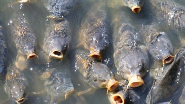 Cultivated Carp ‘Reverse Evolve,’ Grow Scales Back