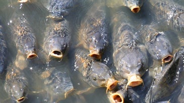 Cultivated Carp 'Reverse Evolve,' Grow Scales Back