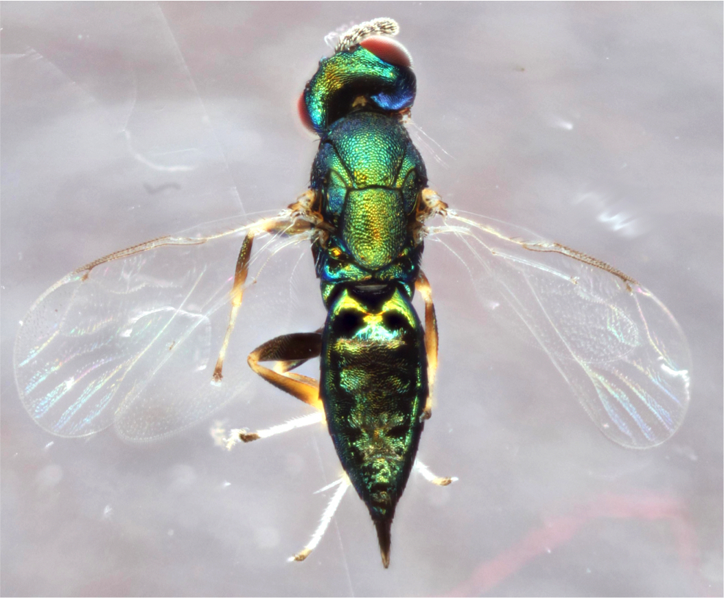 This parasitic wasp forces other parasitic wasps to do its dirty work, then eats them
