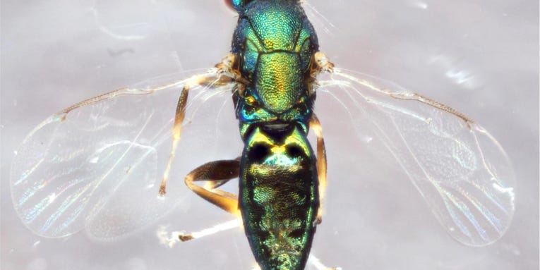 This parasitic wasp forces other parasitic wasps to do its dirty work, then eats them