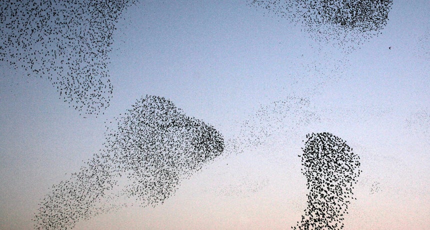 More quantum news this week takes a surprising shape: the movements of starling flocks, for example. Italian physicists recently noted that the movement of starling flocks mirrors the quantum dynamics of superfluid helium. For both the birds and helium, the point when they change direction is a moment of weakness; the flock isn't flying as cohesively as it could, so that's when predators like peregrine falcons have their best opportunity to attack.