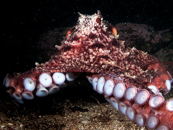 The female giant Pacific octopus has 2,240 suction cups on its tentacles (males have 100 fewer). It is the largest of all the octopus species, weighing as much as 400 pounds. Photograph was taken in Wooden Island, Alaska.
