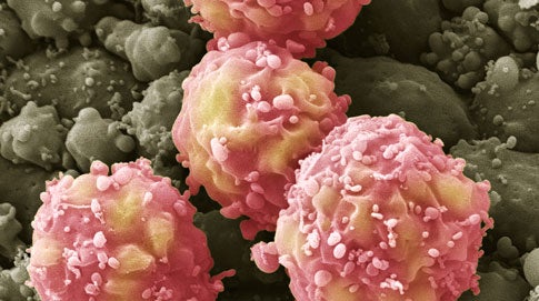 These stem cells will eventually morph into blood cells