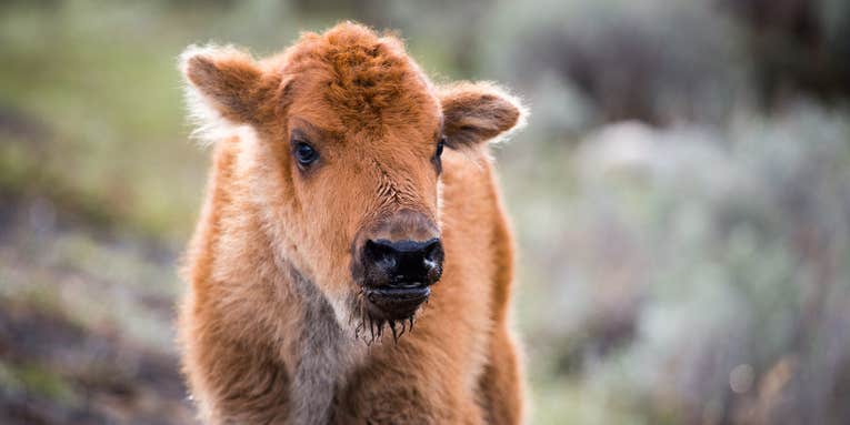Baby Bison Euthanized After Tourists Put It In Their Car