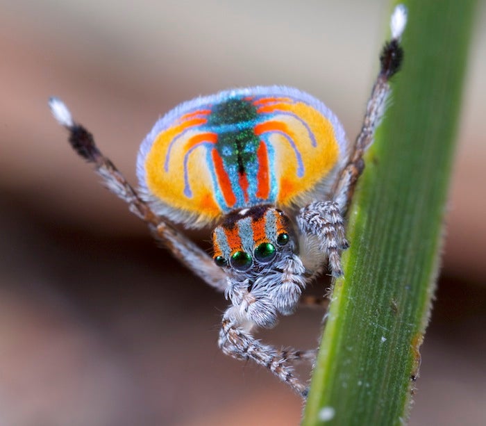 Male Peacock spider in nature