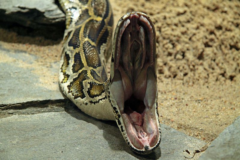 Whoever Kills The Most Burmese Pythons In Florida Wins A Cash Prize