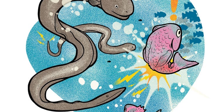 Ask Us Anything: Why Don’t Electric Eels Electrocute Themselves? [VIDEO]