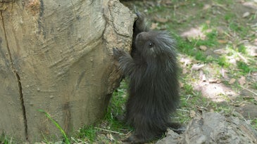 Baby Porcupine on Exhibit at Bronx Zoo