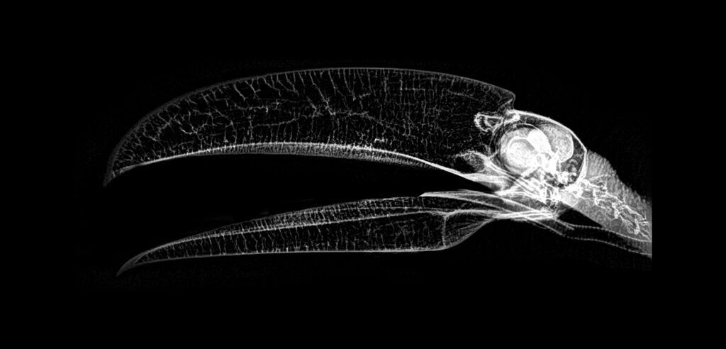 X-ray of a toucan skull and large beak.