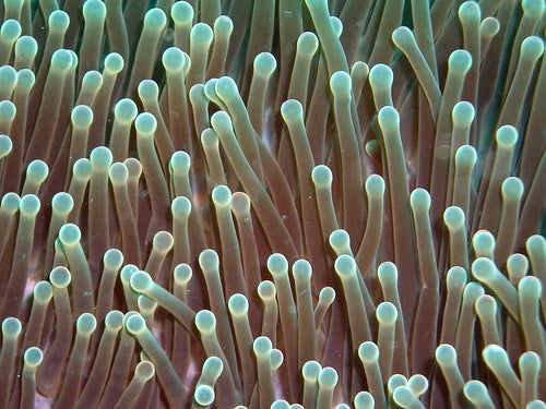 Sea Anemone Proteins Might Help Reverse Hearing Loss