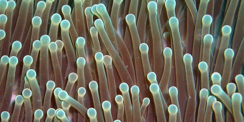 Sea Anemone Proteins Might Help Reverse Hearing Loss