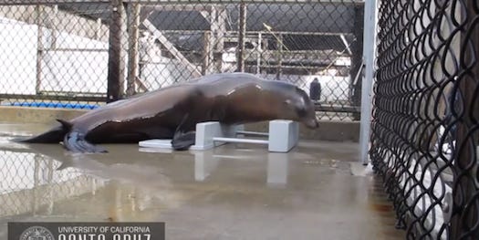 This Sea Lion Is The First Non-Human Mammal That Can Keep A Beat On Its Own