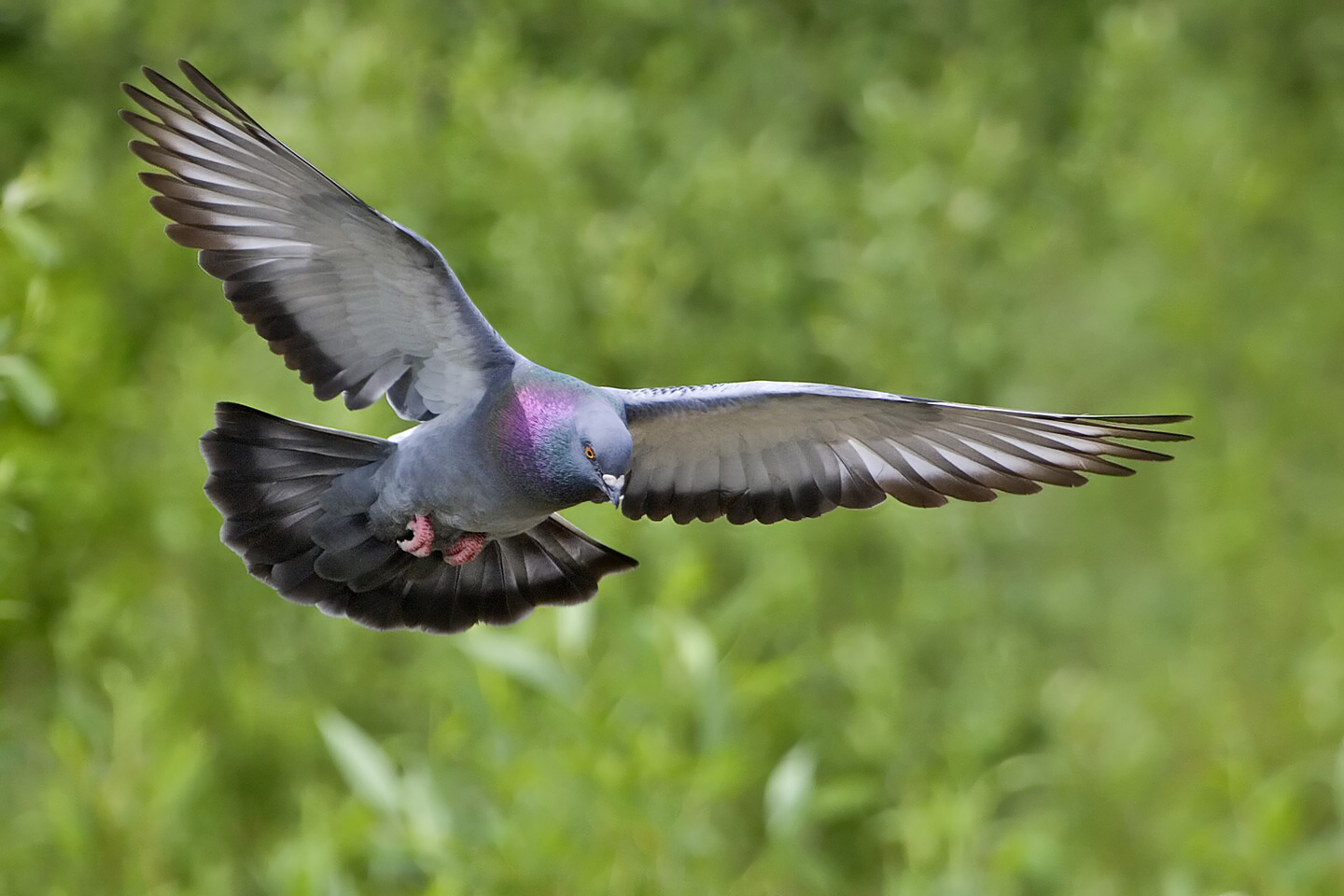 Neurons in Bird Brains Encode Earth’s Magnetic Field, Giving Pigeons Reliable Internal GPS