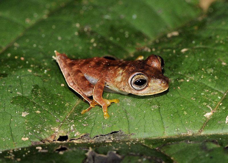 Rainforest Expedition Turns Up 46 New Creatures, Including This Cowboy Frog
