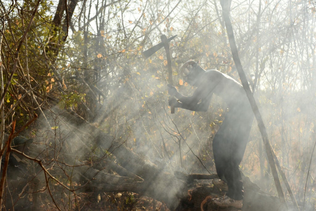A honey-hunter, shrouded in bee-stupefying smoke, chops into a tree containing a bees nest.
