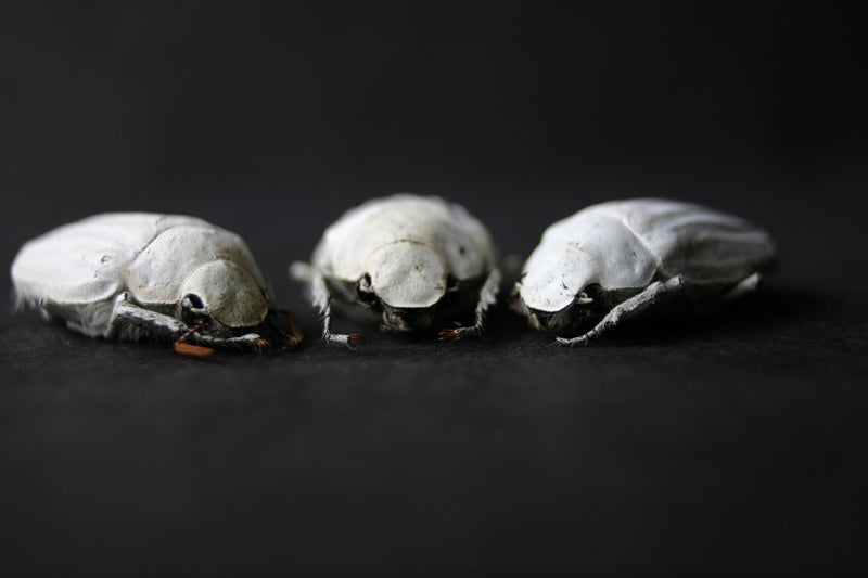 "Beetles"