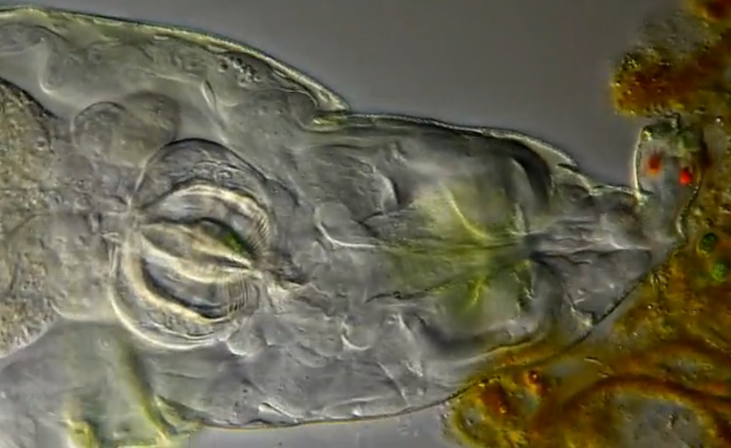 WATCH THE VIDEO! Rotifers, or wheel animals, are microorganisms that measure no more than half a millimeter and live mostly in freshwater environments. In this video, a rotifer probes its favorite meal of organic waste.
