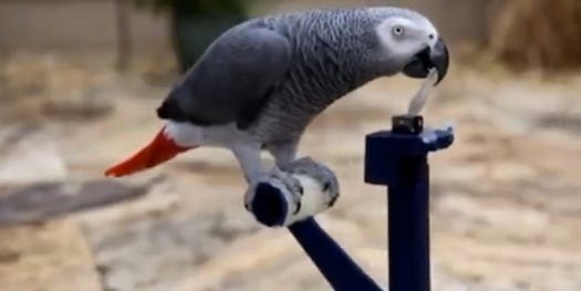 Watch This Parrot Drive A Parrot-Sized Robot Car