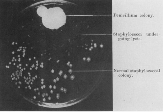 In 1928, when his staphylococcus culture plate became infested with mold, <a href="http://www.pbs.org/wgbh/aso/databank/entries/bmflem.html">Alexander Fleming</a> noticed that the bacteria wasn't growing around the mold, as shown in this image. Further experiments showed that the mold was effective against bacteria, even when diluted 800 percent. This compound, which came from the <em>penicillium notatum</em> mold, he named penicillin. He shares a <a href="http://nobelprize.org/nobel_prizes/medicine/laureates/1945/fleming-bio.html#">Nobel Prize in Medicine</a> with Howard Florey and Ernst Chain, two scientists who worked with penicillin during World War II.