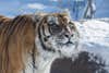 Siberian tiger with snow on his face after exploring the snowy Tiger Mountain exhibit
