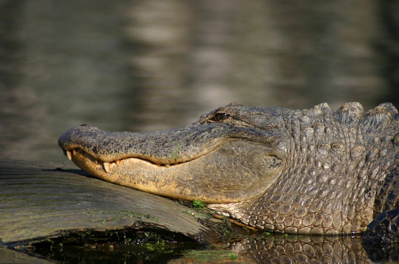 Alligator Fat Could Fill Your Gas Tank and Fuel Renewable Resource Investment in the South