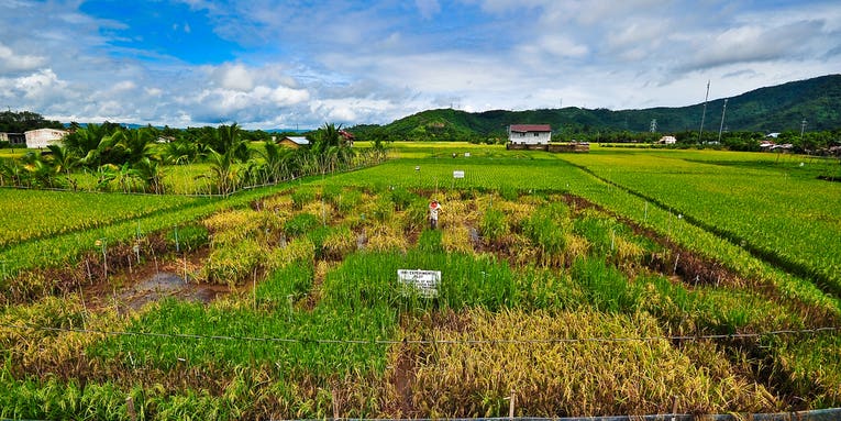 Farmers Rip Up Experimental Golden Rice Plants In The Philippines