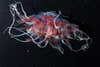 Nobody's quite sure what this jellyfish is, yet. It was found in a canyon 5,000 feet below the surface, and is colored so prettily because the deep red would be invisible that far underwater. Read more <a href="https://news.nationalgeographic.com/news/2012/06/pictures/120613-weird-deep-sea-animals-fish-volcanoes-oceans-science-environment/?source=hp_dl1_deepsea_creatures20120615#/new-deep-sea-creatures-kermadec-ridge-jellyfish_54924_600x450.jpg">here</a>.