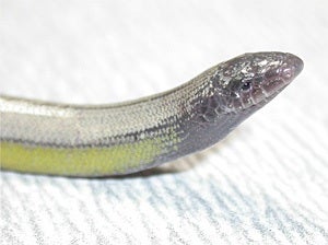 Unlike true snakes, this legless lizard has eyelids and can blink.