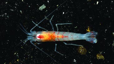 A New Way to Keep Deep-Sea Creatures Alive at the Surface