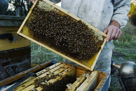 Something Is Killing Up To Half Of America’s Bees