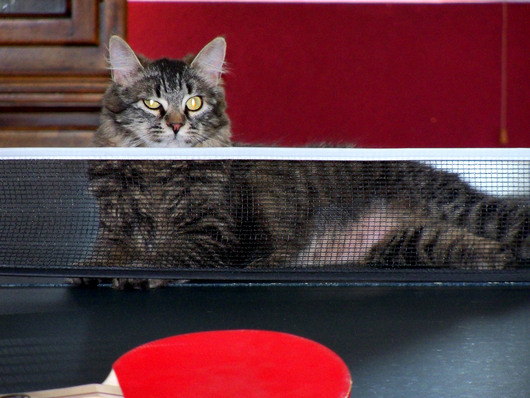 New Study Finds Cats Have The Surface Area Of A Ping Pong Table