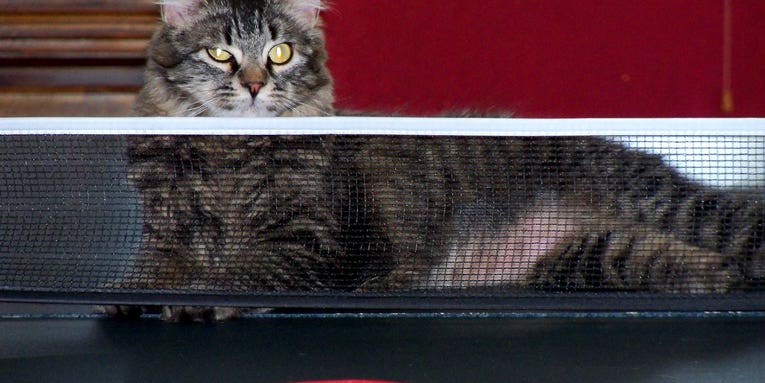 New Study Finds Cats Have The Surface Area Of A Ping Pong Table