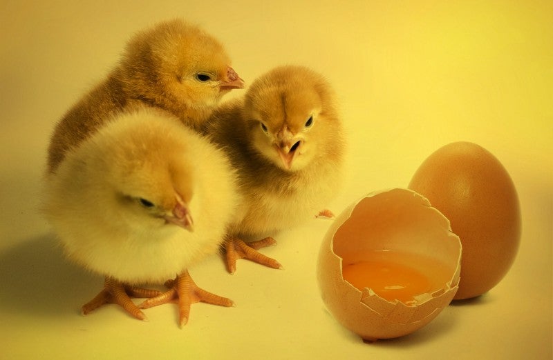 Chicken egg whites are âinexpensive and inexhaustibleâ as a clean energy resource, says researcher Hiroyasu Tabe.