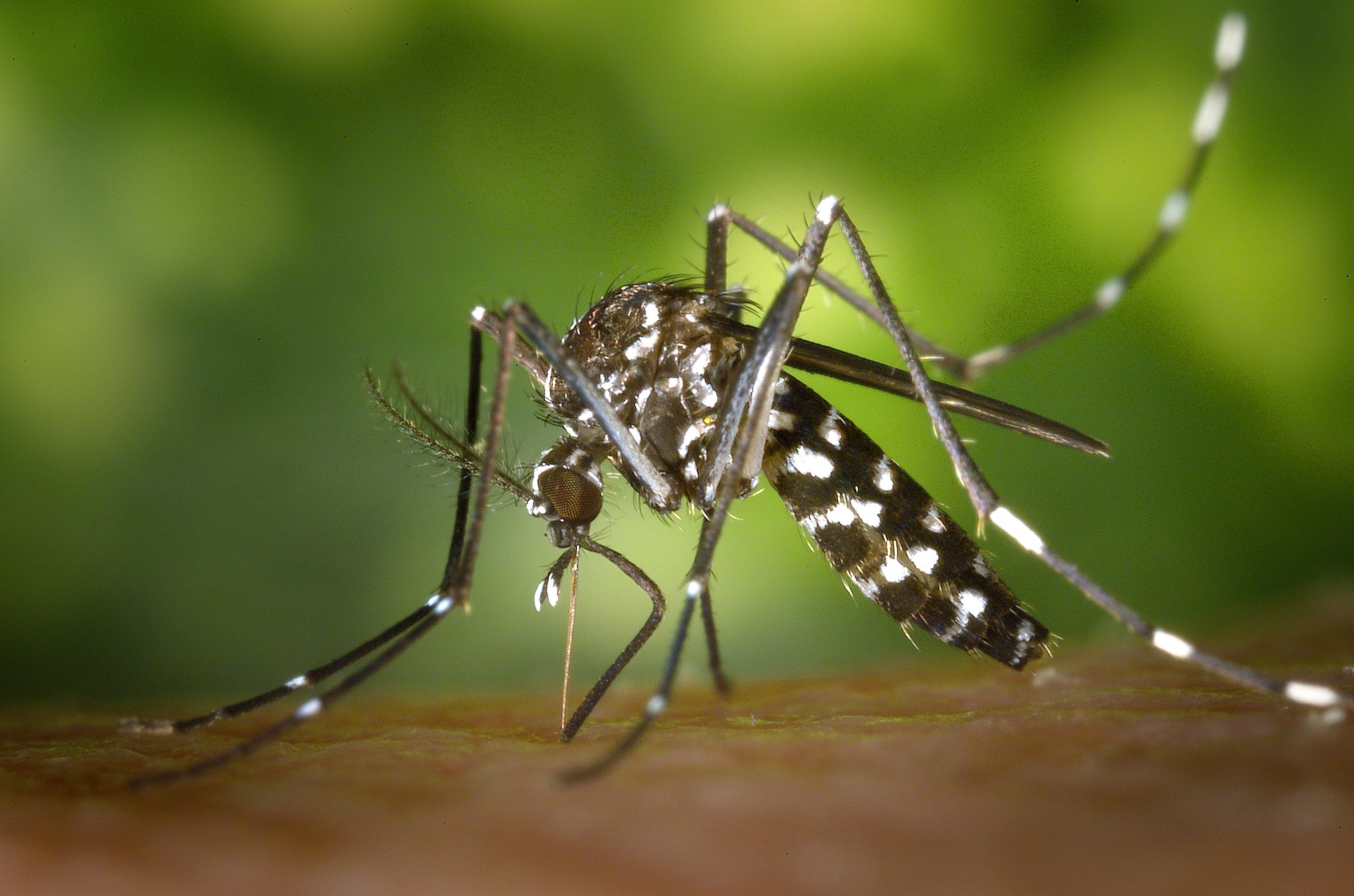 Use your phone to identify a mosquito’s species by its buzz