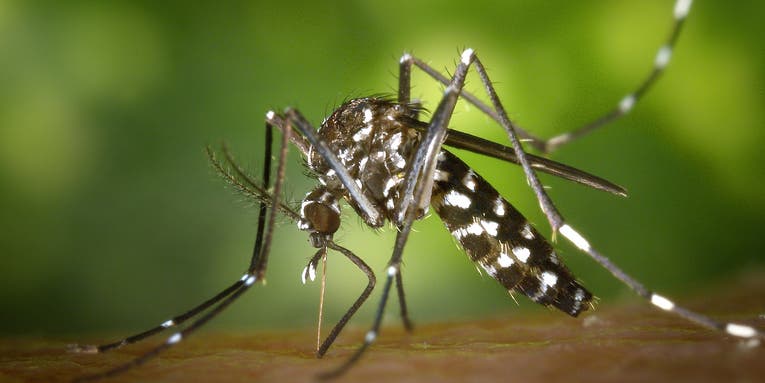 Use your phone to identify a mosquito’s species by its buzz