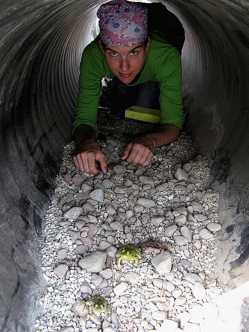 The Frog Tunneler