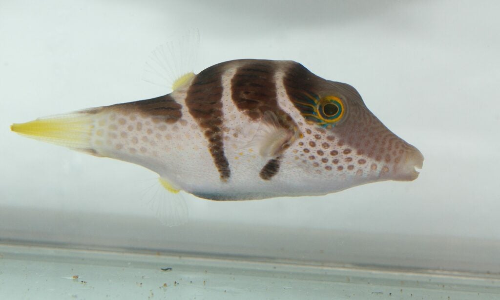photo of a black-saddled pufferfish, not inflated, in an aquarium