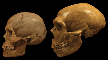 Neandertal vs human skulls