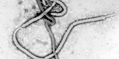 A female Ebola survivor infected her family more than a year after she had the illness